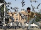 Pigeon 05 aa